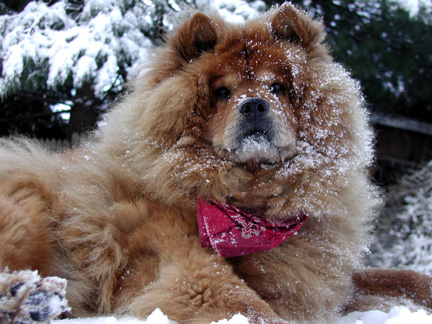 Mango Loves Snow